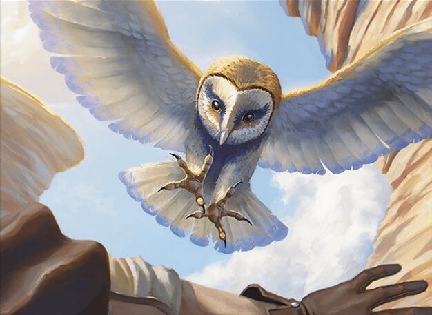 Harrier Strix